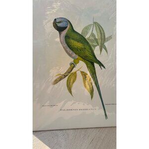 Rare Lithograph By J. Gould & H.C Richter , Hullmandel and Walton, IMP